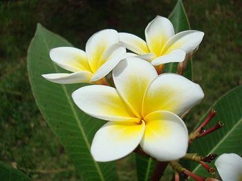 Tropical Garden Lounge Hotel & Resort
